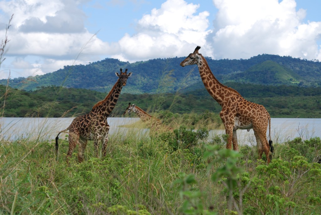 De giraf, de mestkever en de&nbsp;heremietkreeft