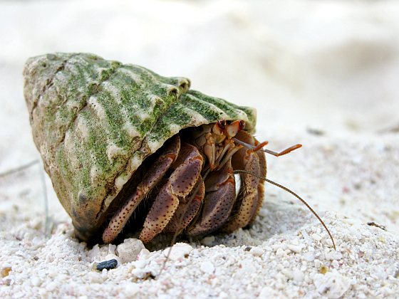 heremietkreeft